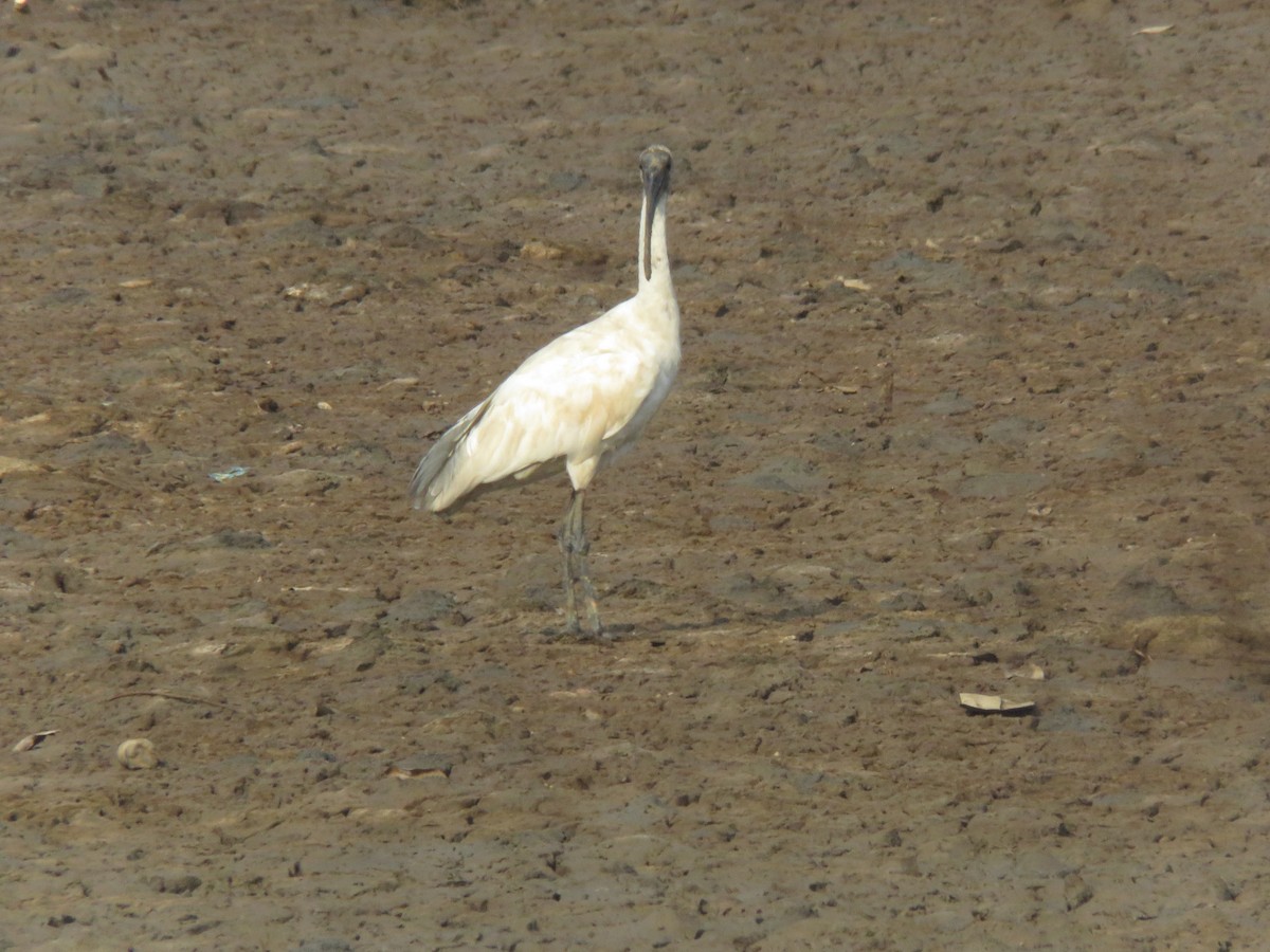 Ibis à tête noire - ML616142427