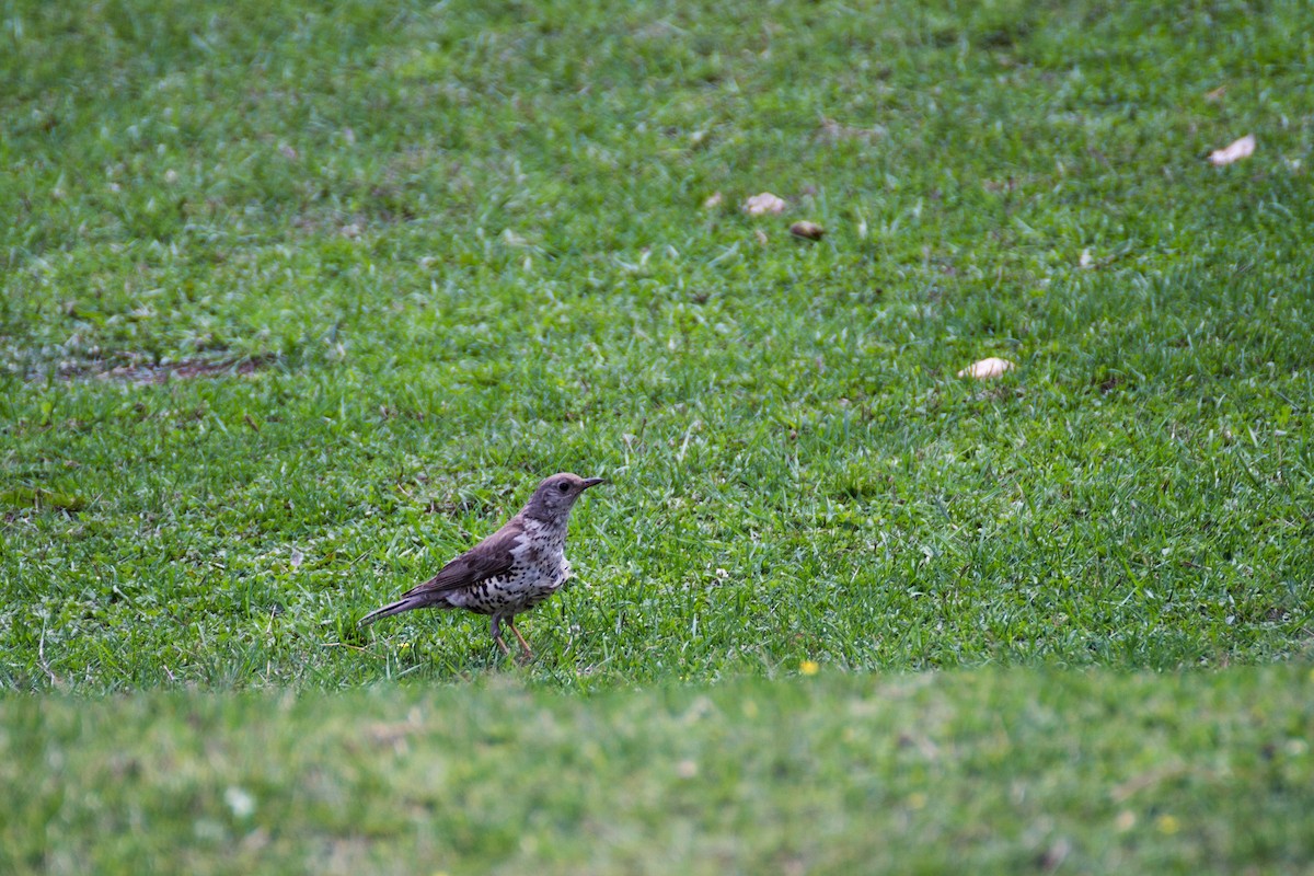 Бужмаг хөөндэй - ML616142446