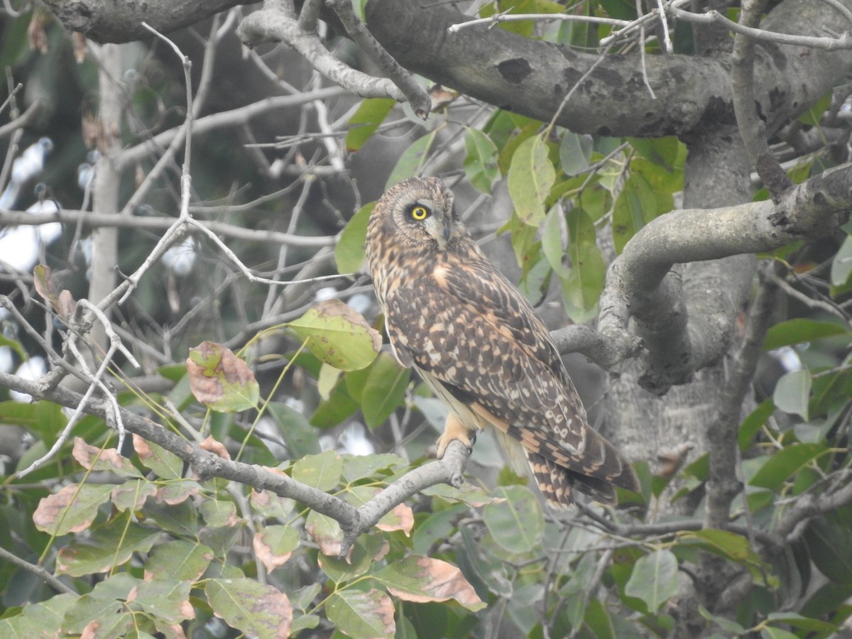 Short-eared Owl - ML616142454