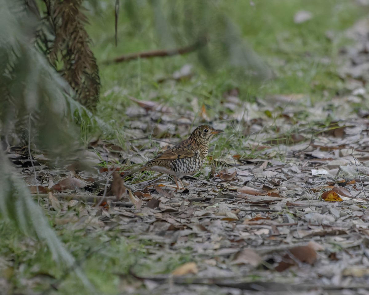 Bassian Thrush - ML616142460