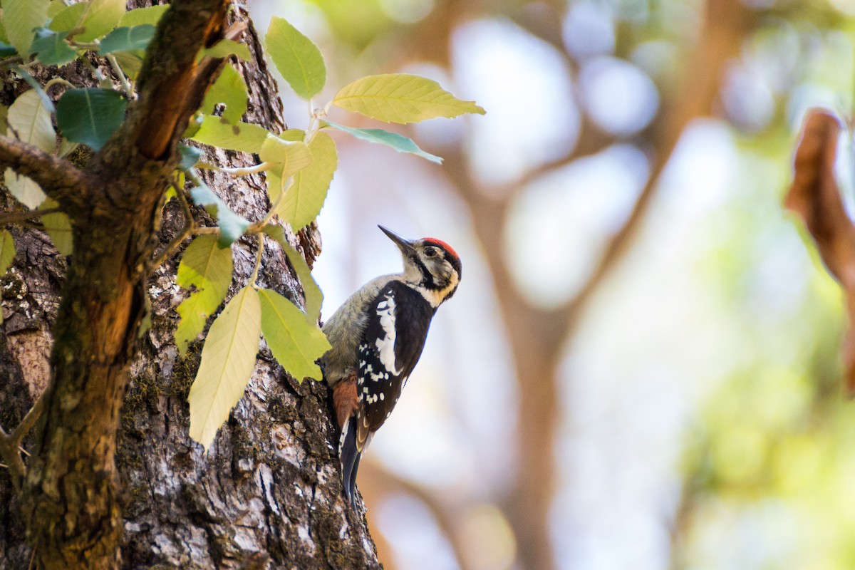 Himalayan Woodpecker - ML616142462