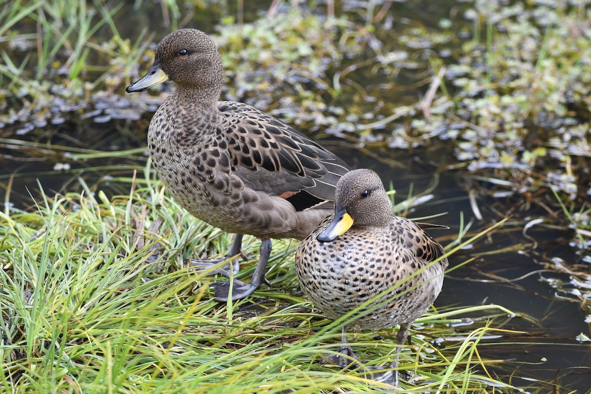 Yellow-billed Teal - ML616142481