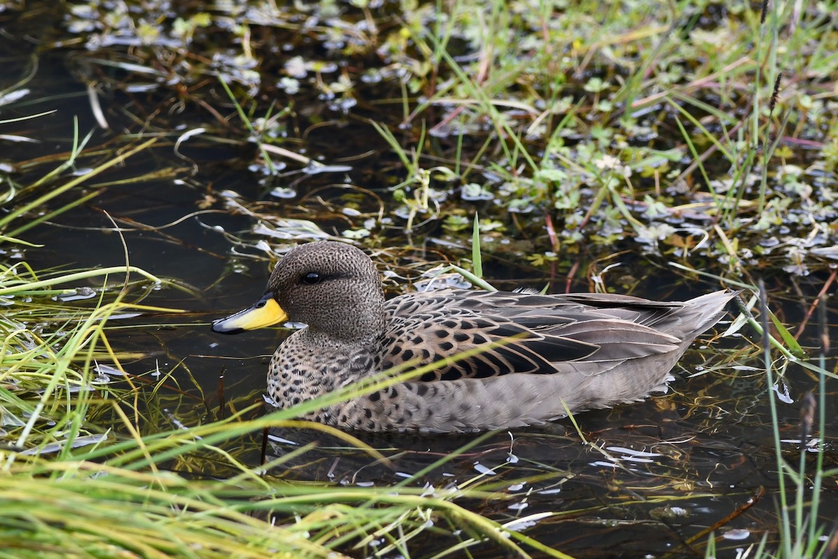 Yellow-billed Teal - ML616142482