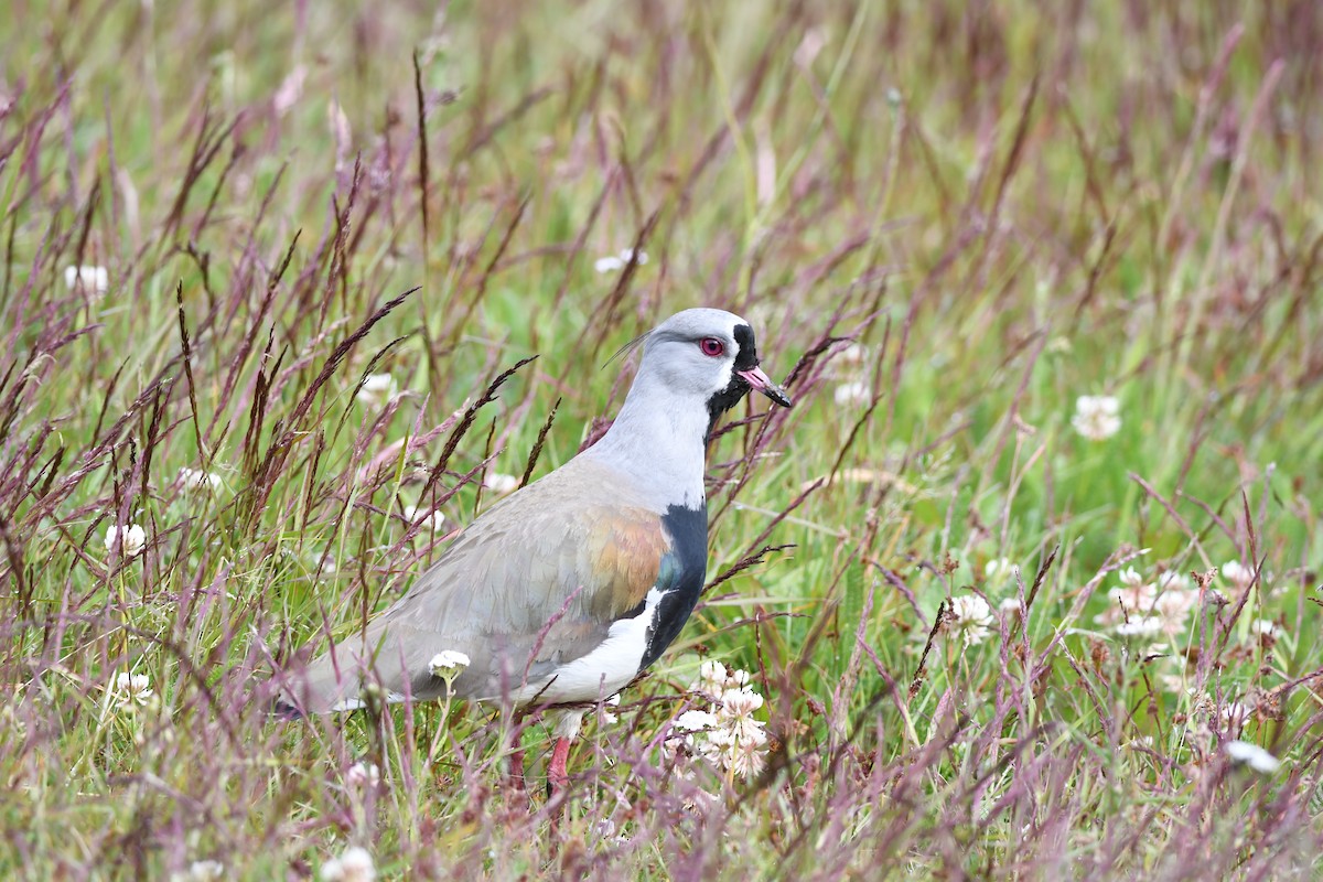 Southern Lapwing - ML616142486