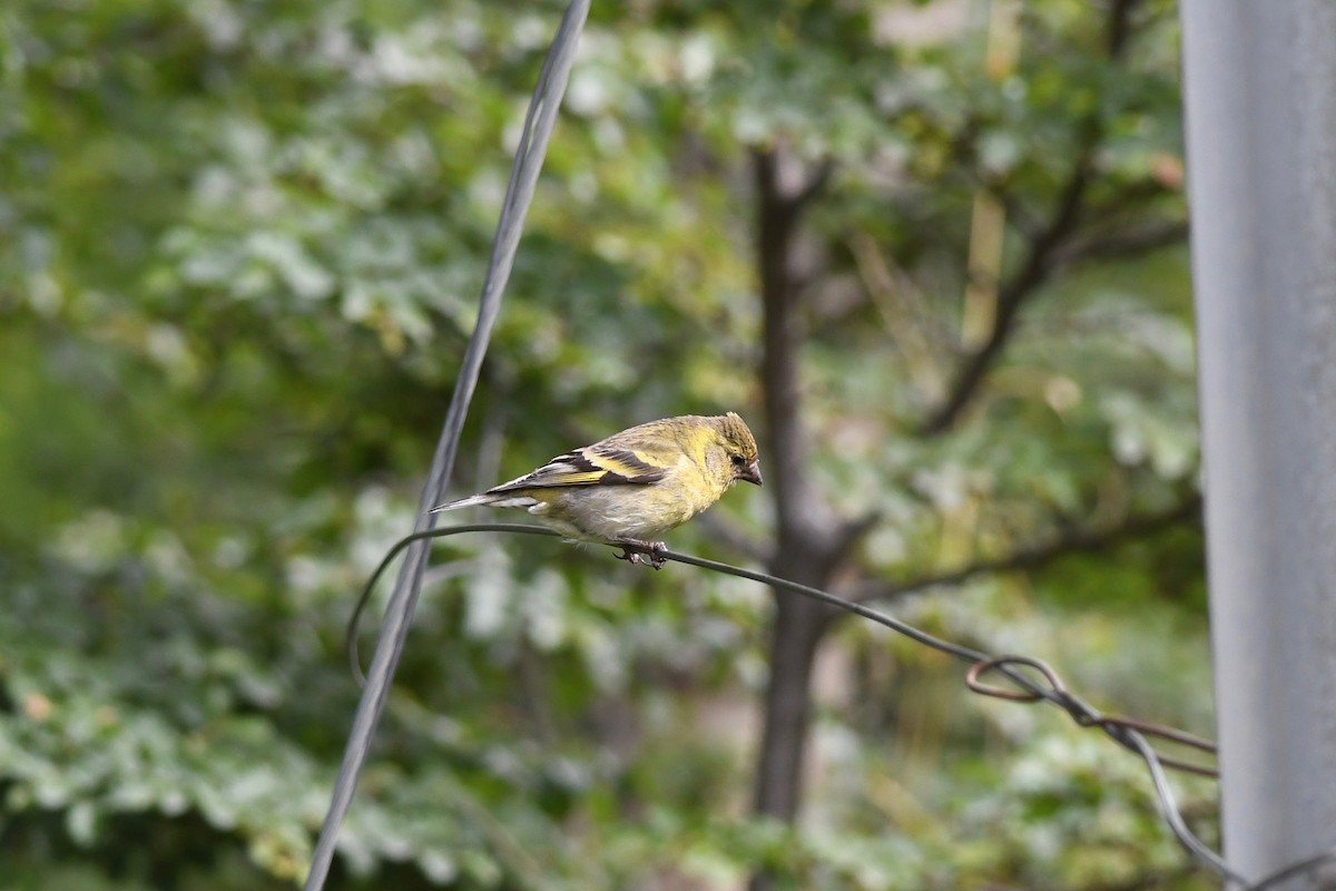 Black-chinned Siskin - ML616142487