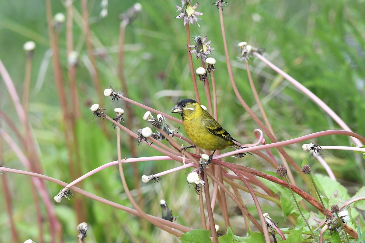 Black-chinned Siskin - ML616142488