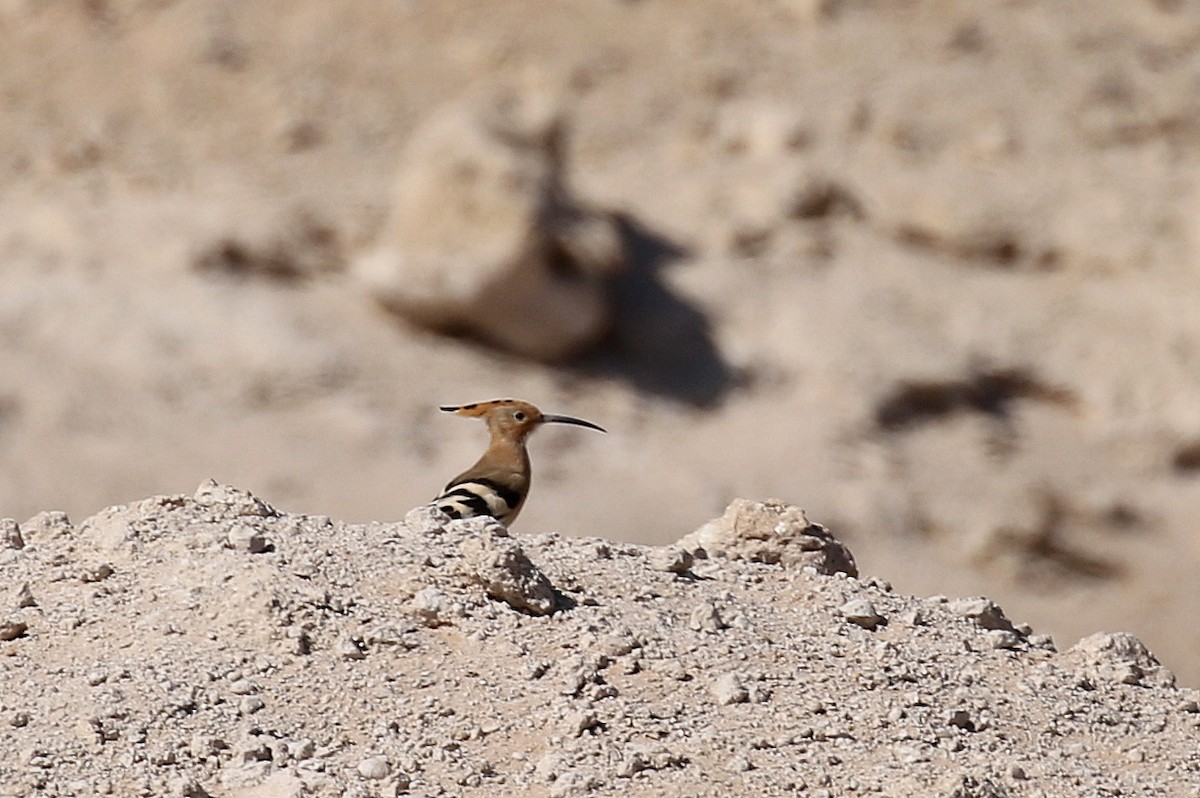 Eurasian Hoopoe (Eurasian) - ML616142494