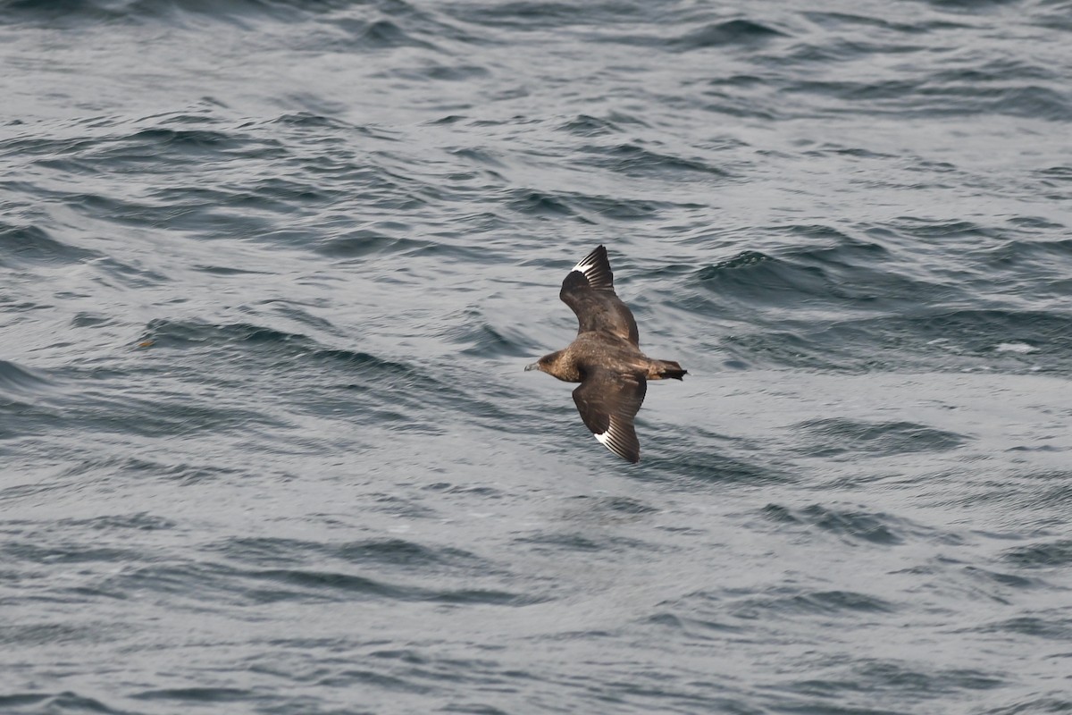 Chilean Skua - ML616142513