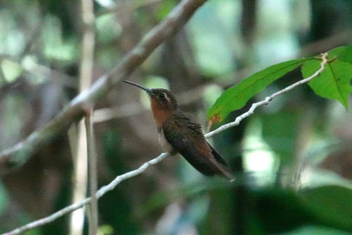 Hook-billed Hermit - ML616142557