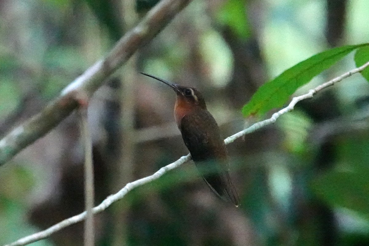 Hook-billed Hermit - ML616142558