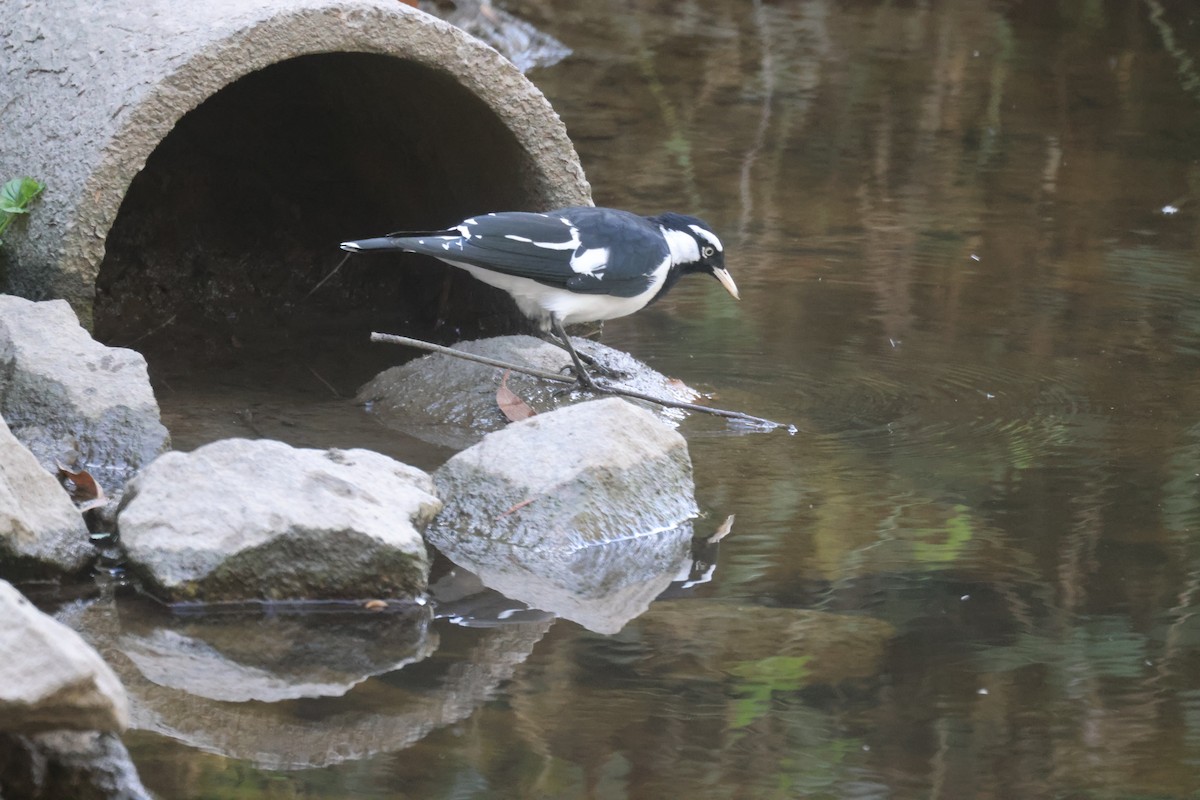 Magpie-lark - ML616142570