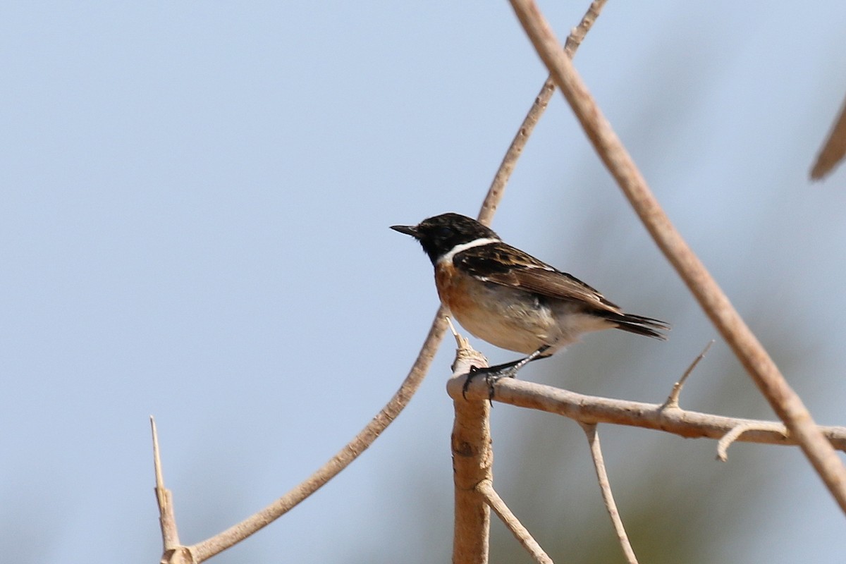 European/Siberian Stonechat - ML616142574