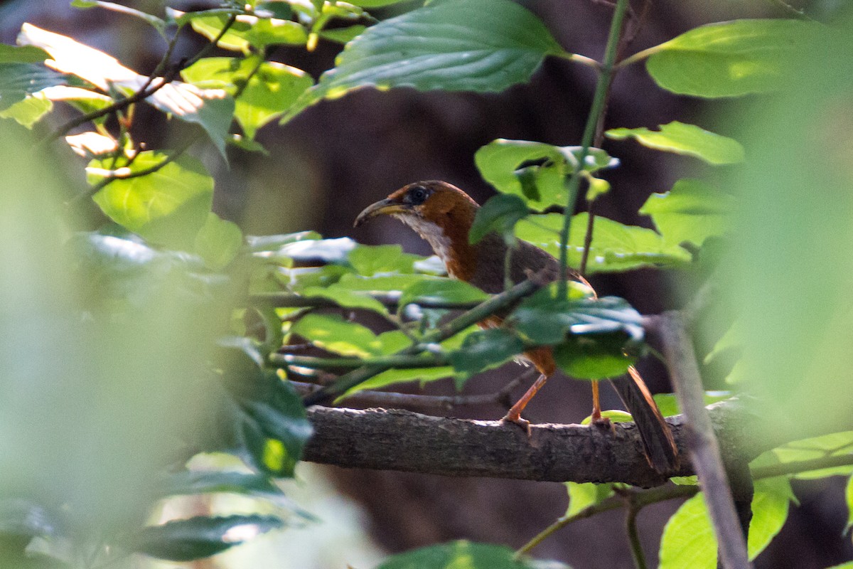 Rusty-cheeked Scimitar-Babbler - ML616142586