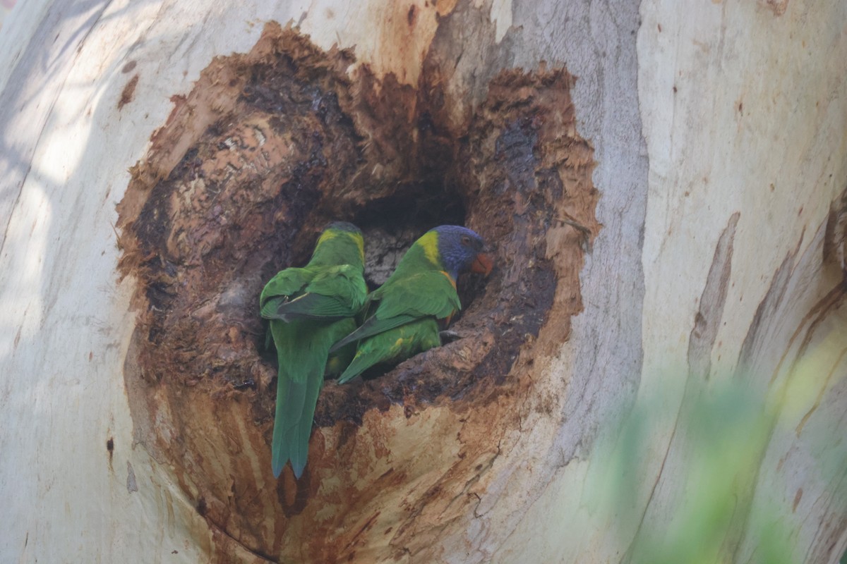 Rainbow Lorikeet - ML616142589