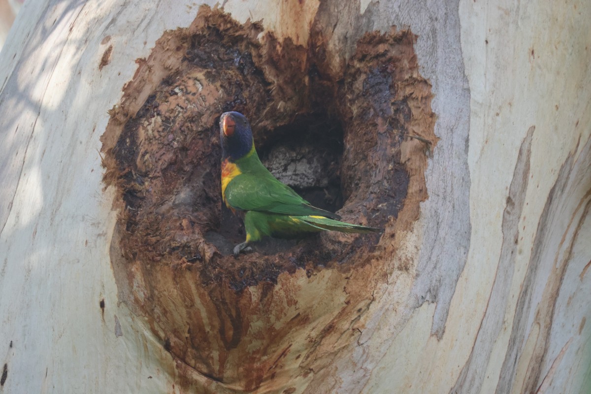 Rainbow Lorikeet - ML616142590