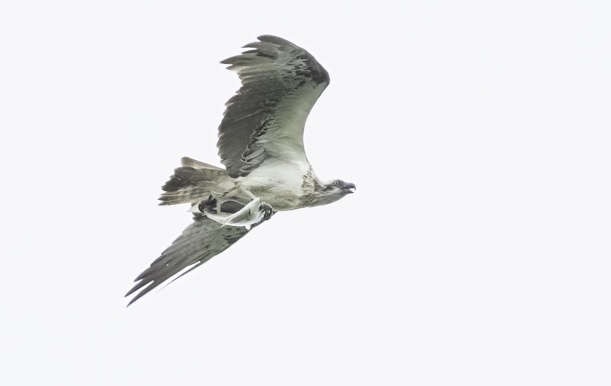 Águila Pescadora - ML616142634