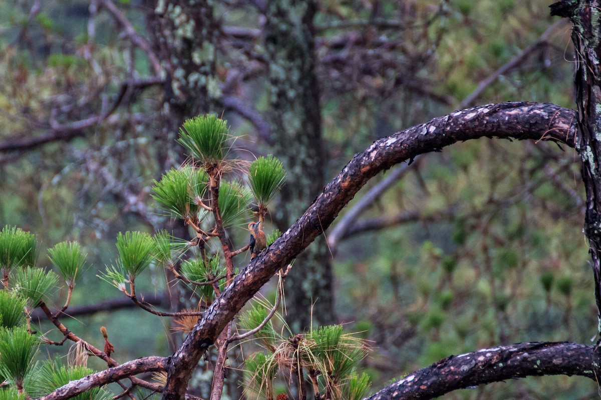 Бор хэвлийт тоншуул - ML616142646