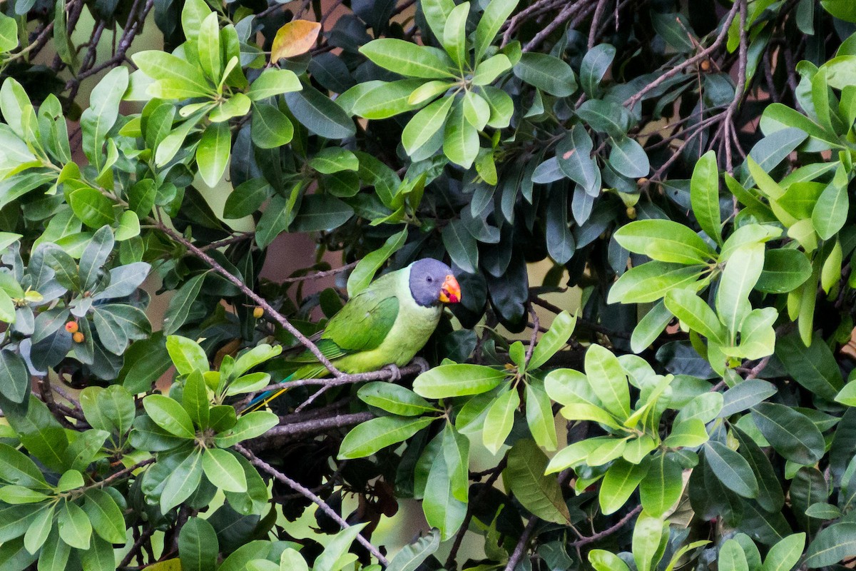 Slaty-headed Parakeet - ML616142659