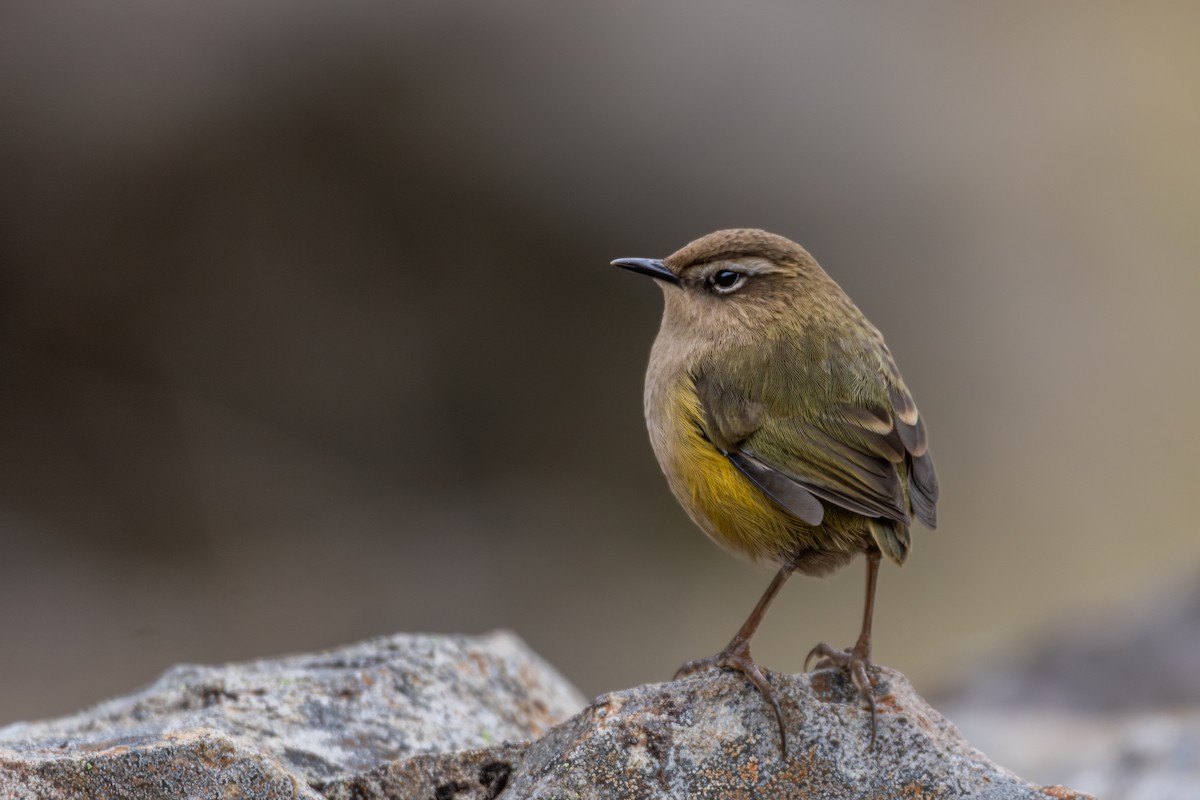 South Island Wren - ML616142693