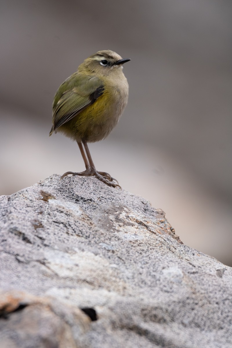 South Island Wren - ML616142697