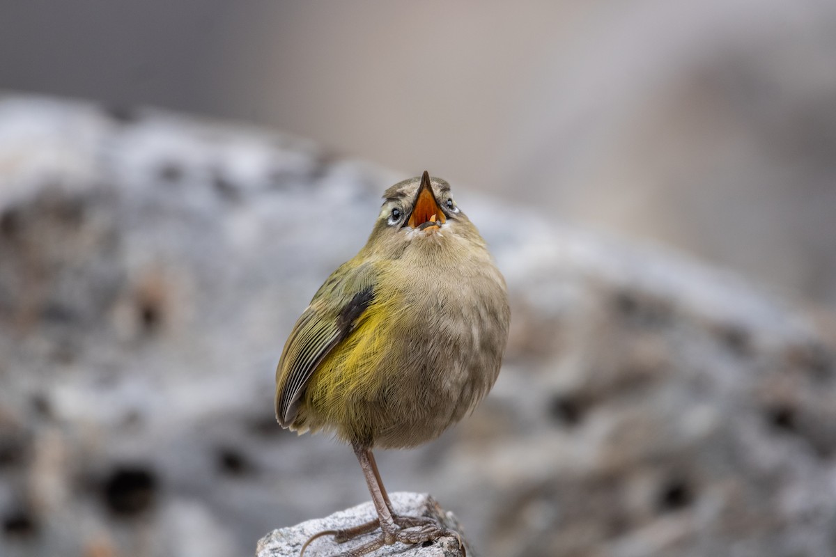 South Island Wren - ML616142698