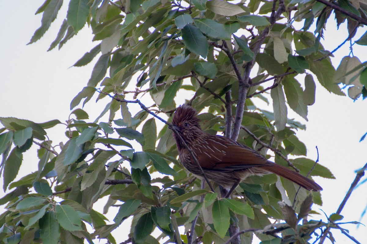 Striated Laughingthrush - ML616142730