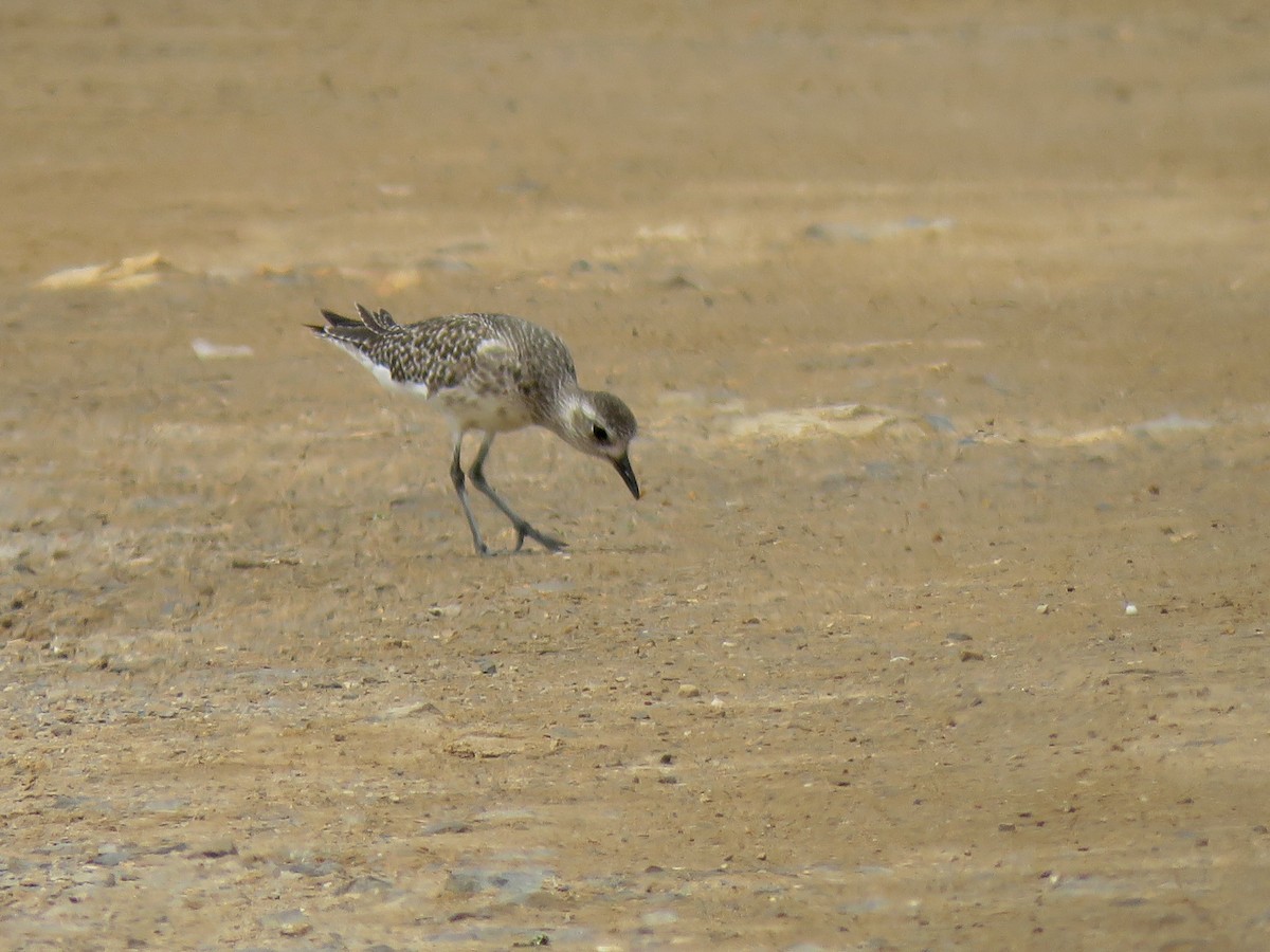 Black-bellied Plover - ML616142739