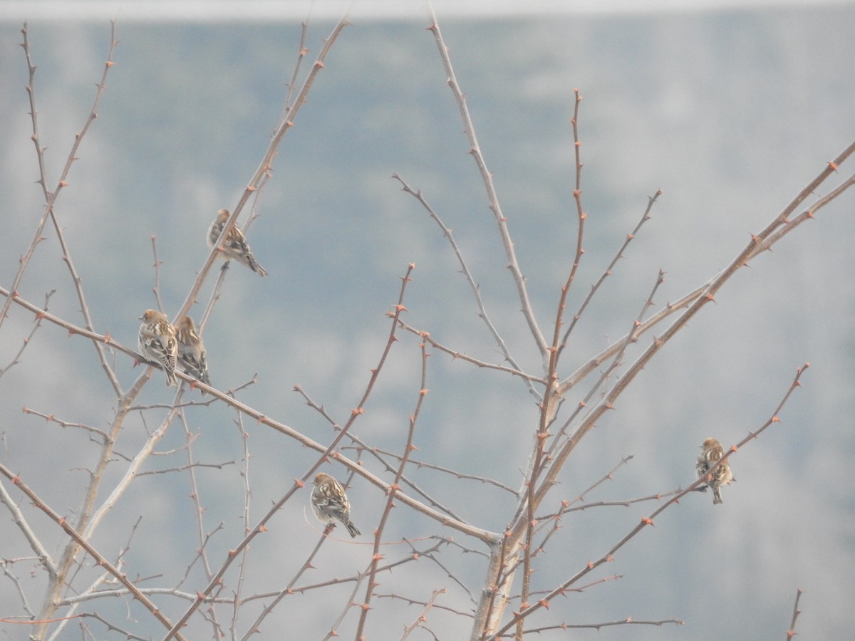 Plain Mountain Finch - ML616142747