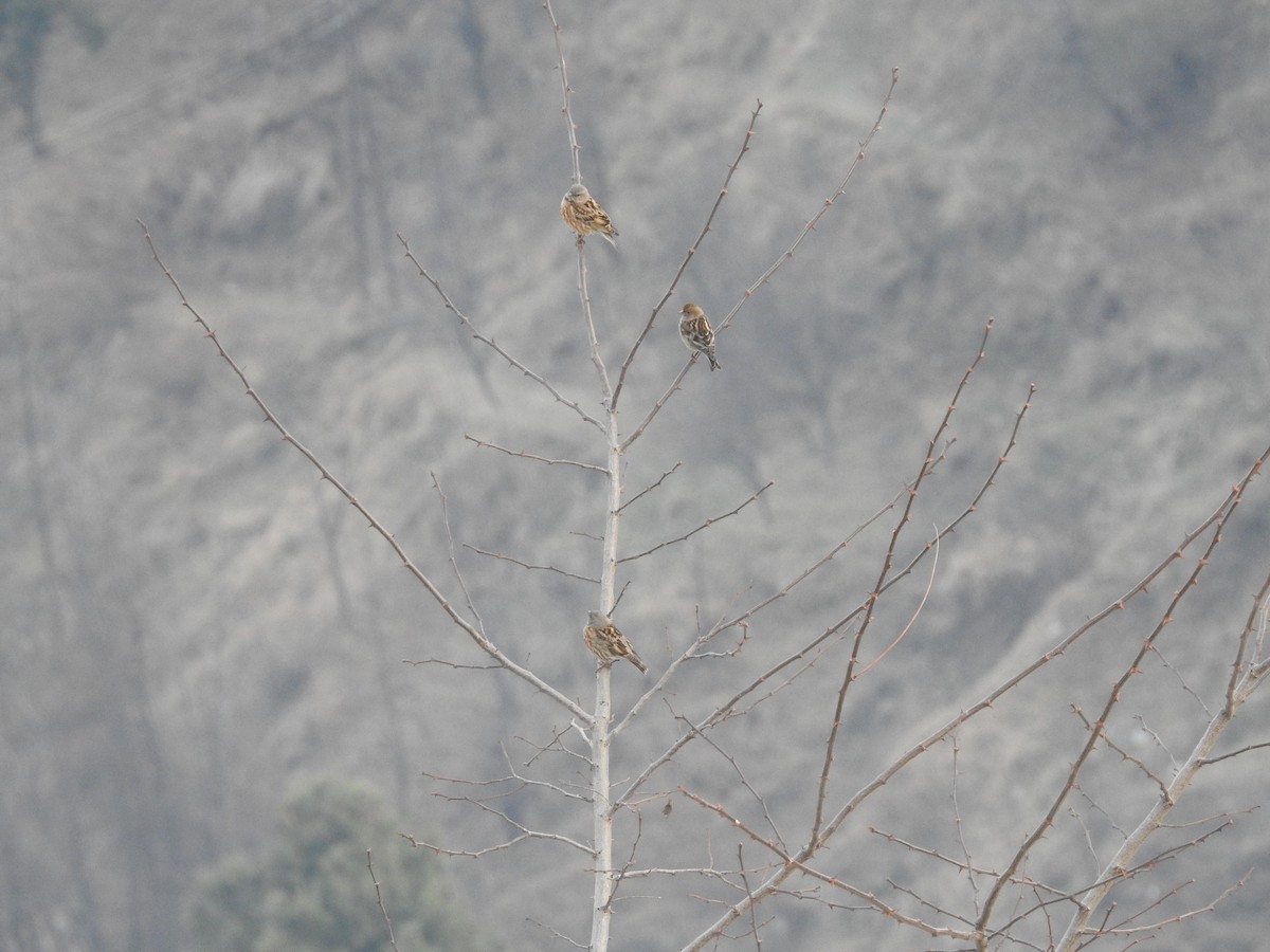 Plain Mountain Finch - ML616142748