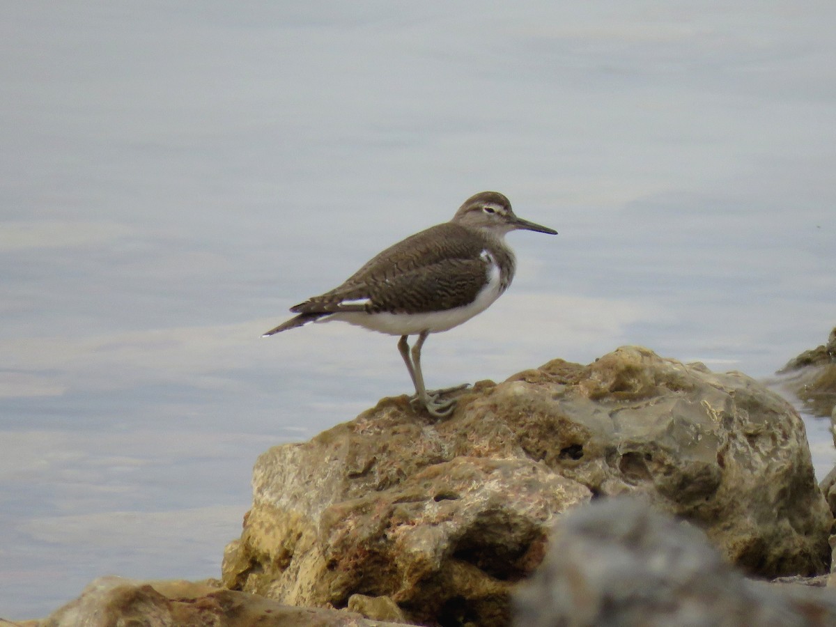 Common Sandpiper - ML616142749