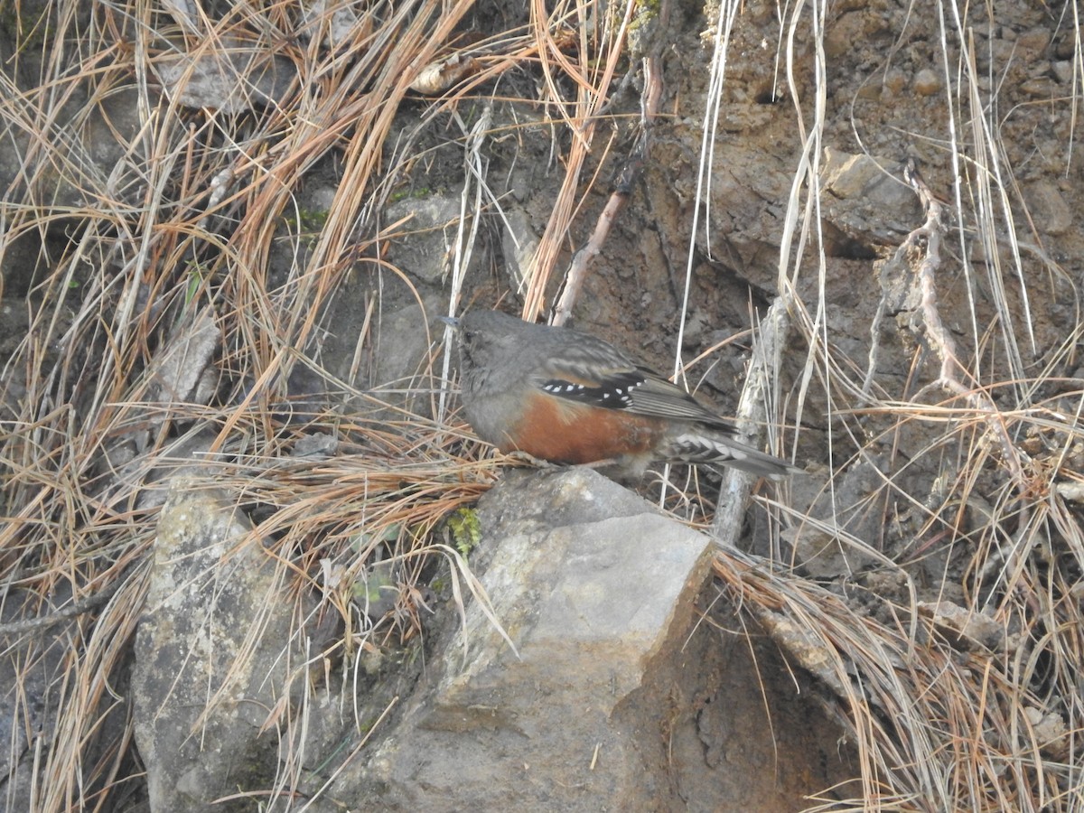 Alpine Accentor - Ashwin Viswanathan