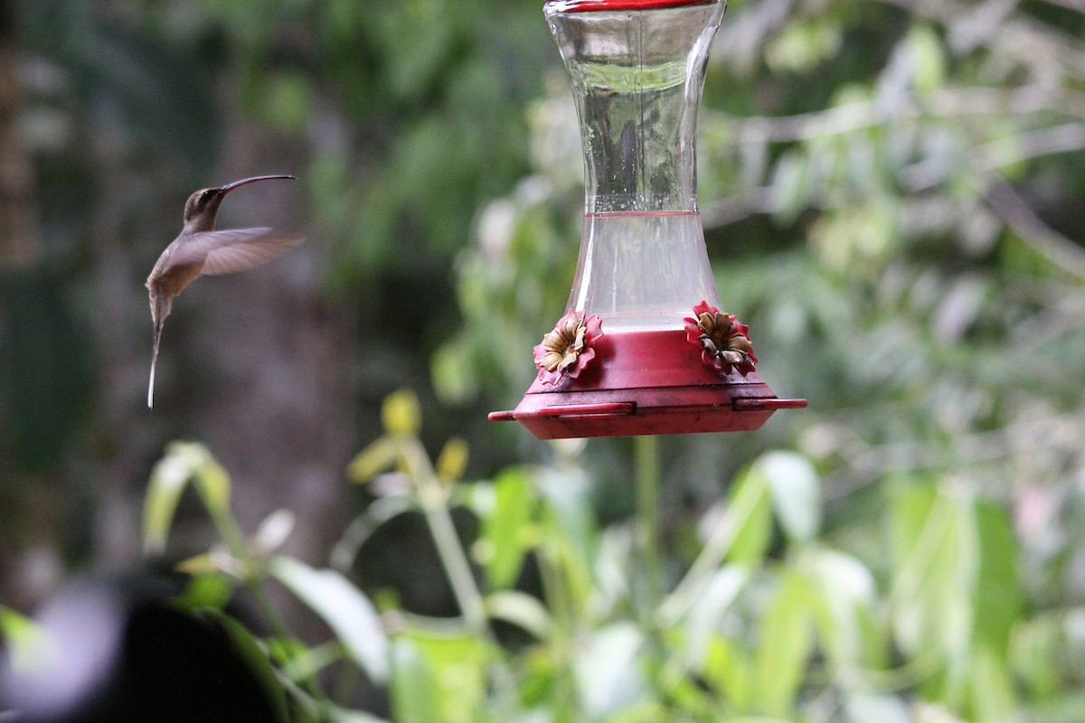 kolibřík dlouhozobý [skupina moorei] - ML616142802