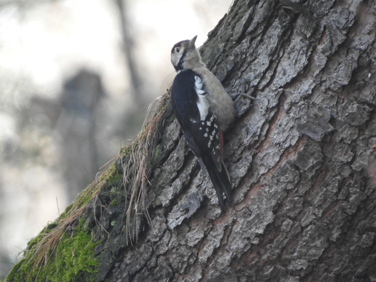 Himalayan Woodpecker - Ashwin Viswanathan