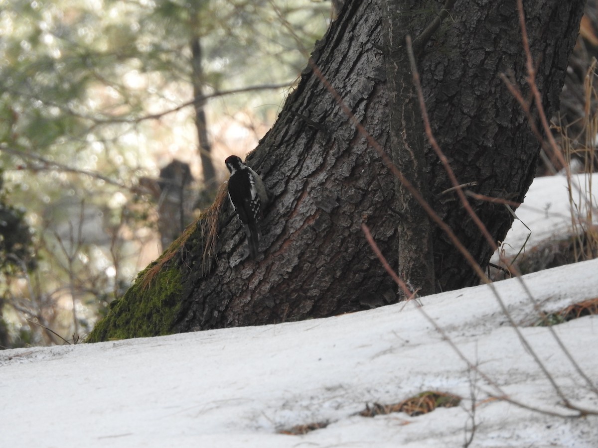 Himalayan Woodpecker - ML616142805