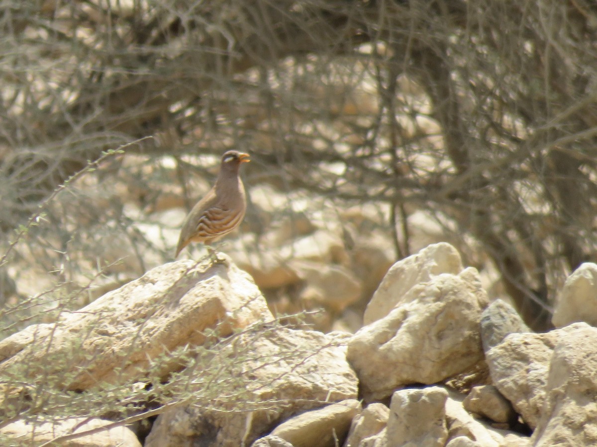 Sand Partridge - Jose Estrada