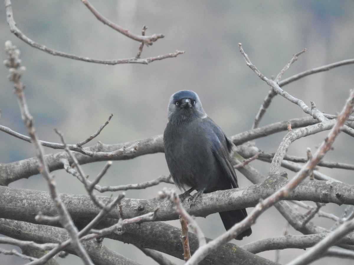 Eurasian Jackdaw - ML616142834