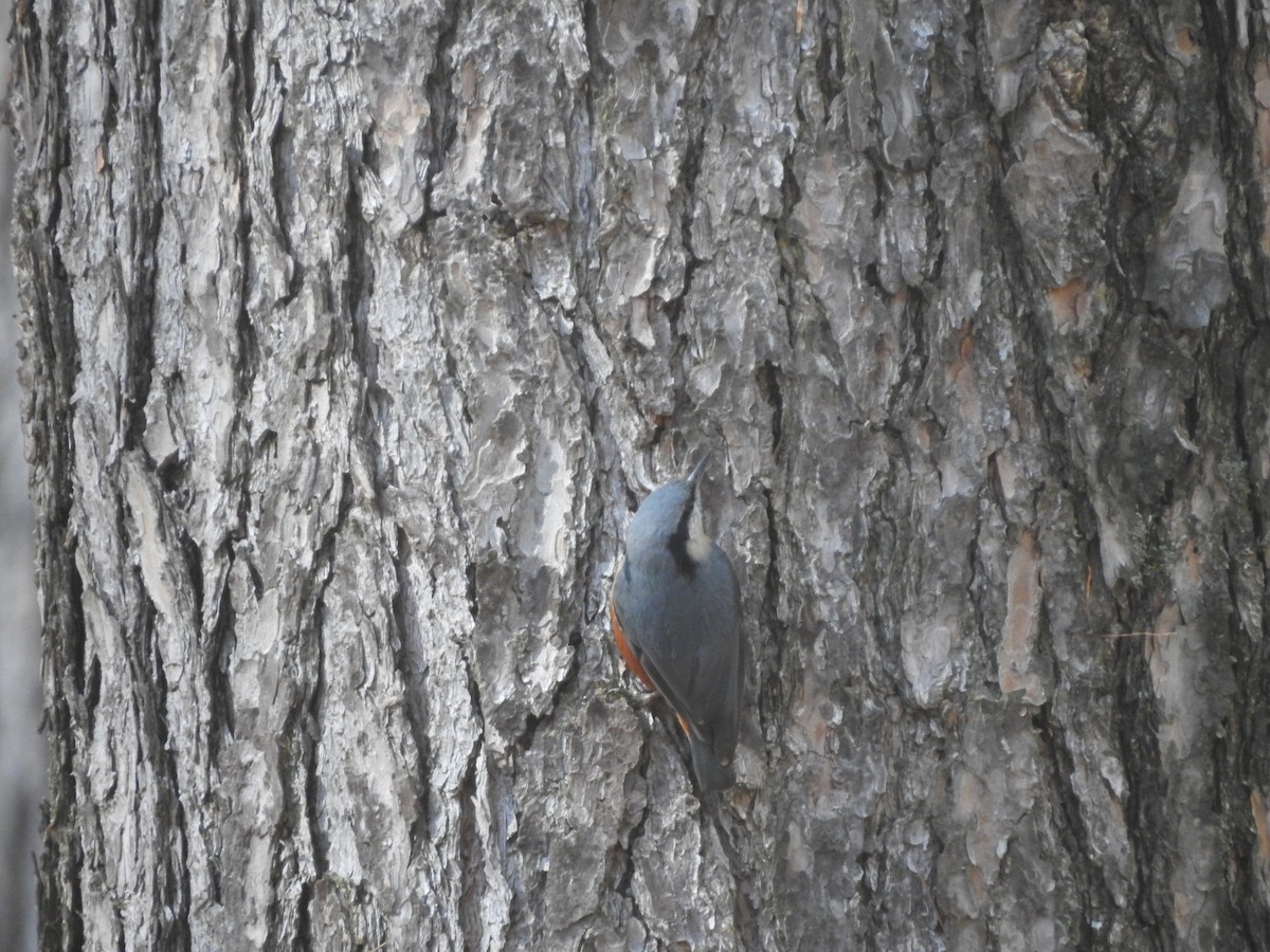 Kashmir Nuthatch - ML616142868