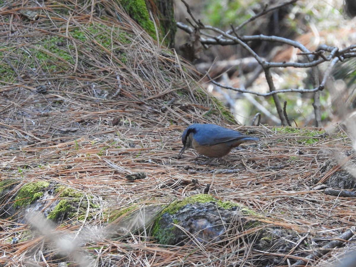 Kashmir Nuthatch - ML616142870