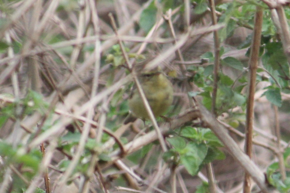 Tickell's Leaf Warbler - ML616142876