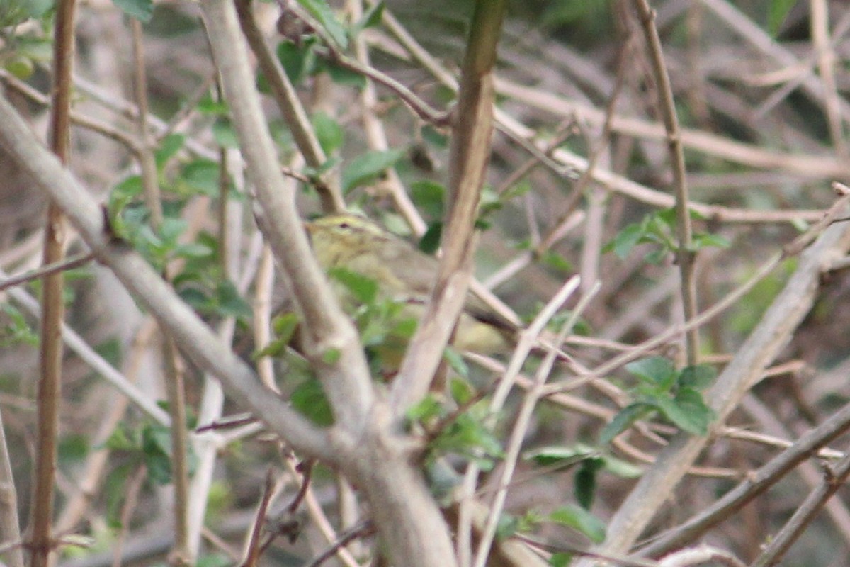 Tickell's Leaf Warbler - ML616142877