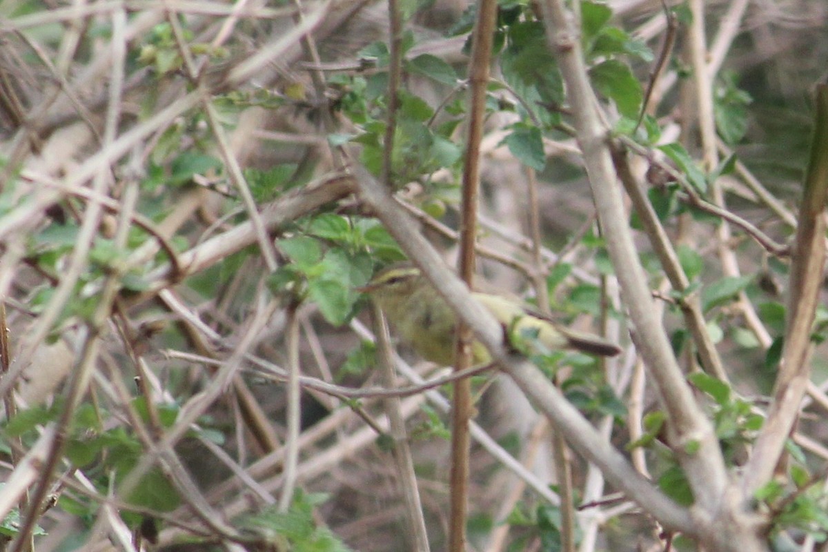 Tickell's Leaf Warbler - ML616142878