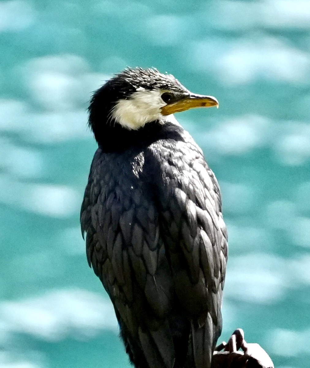 Little Pied Cormorant - Chris Curl