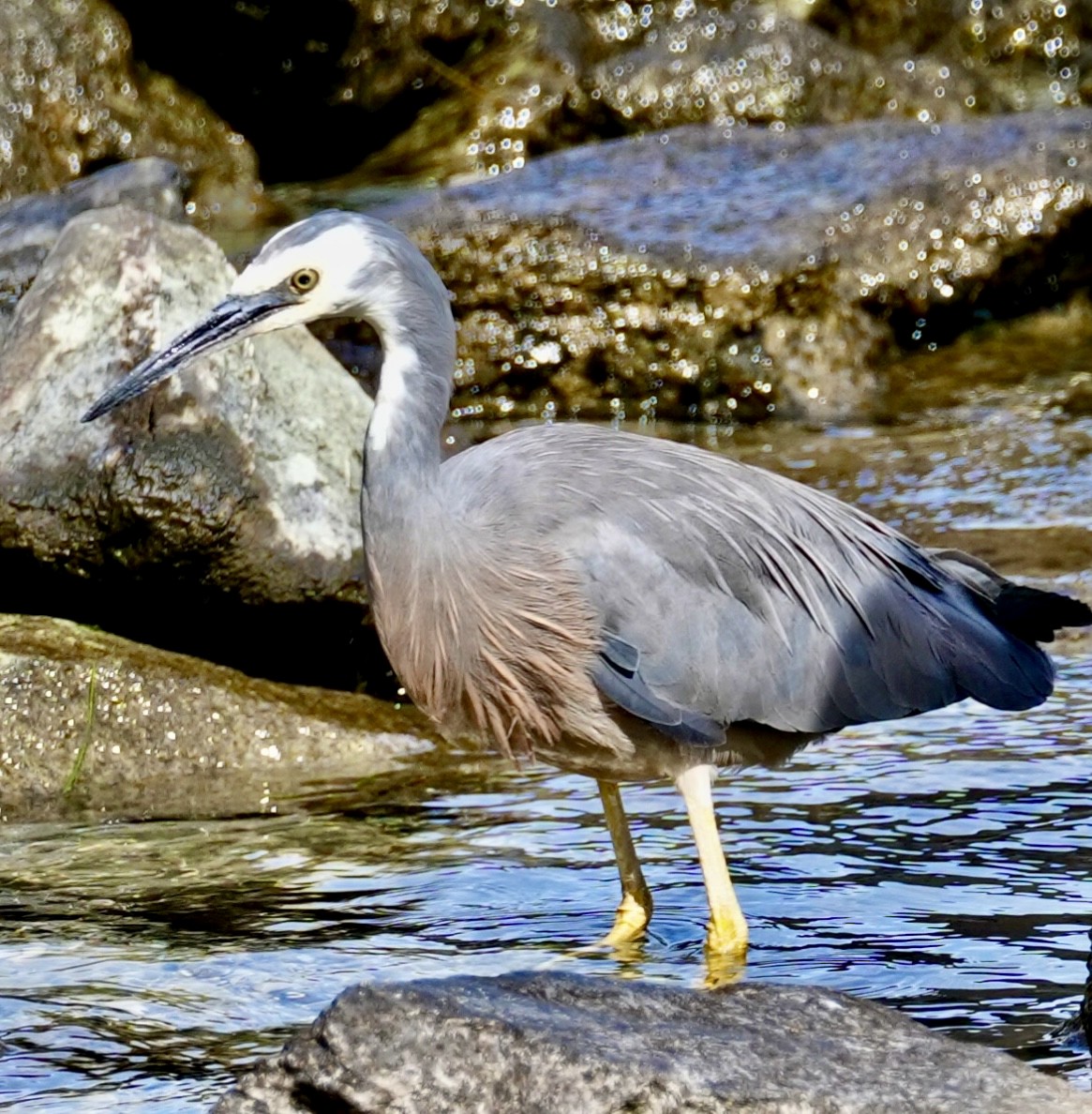 White-faced Heron - Chris Curl