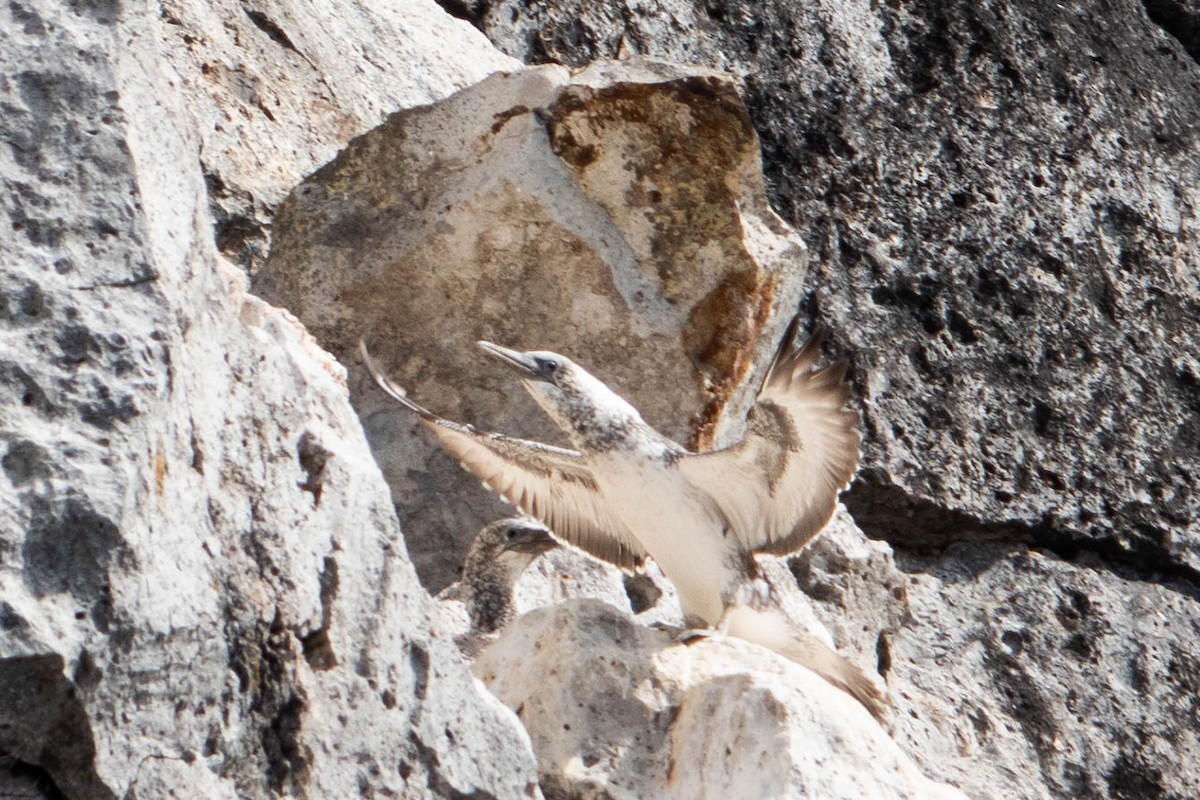 Australasian Gannet - ML616142968