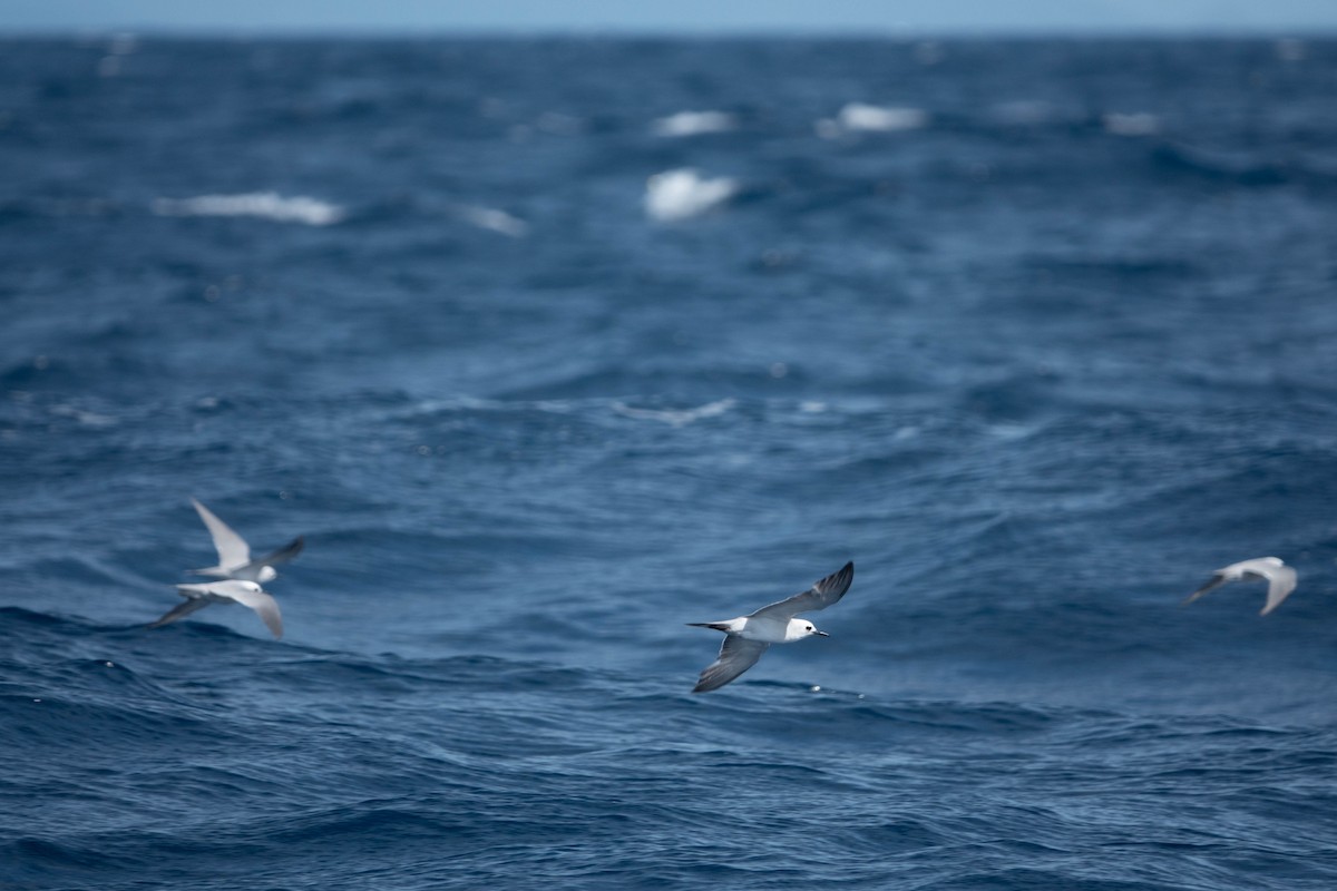 Gray Noddy - Jan Lile