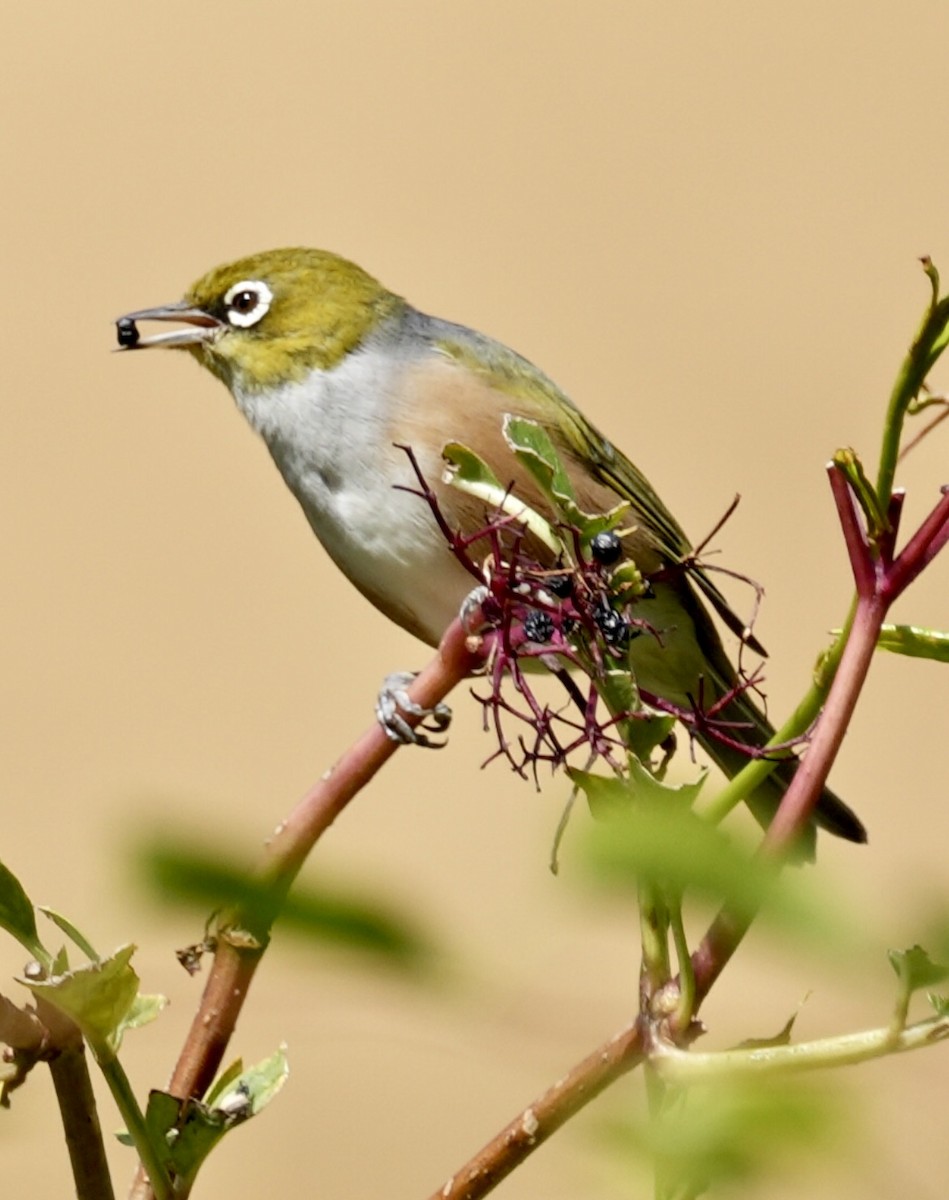 Silvereye - ML616142999