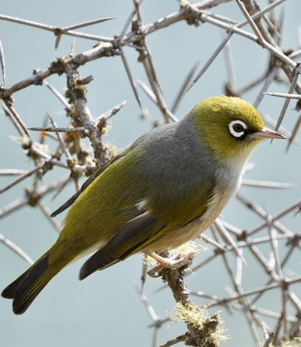 Silvereye - ML616143000