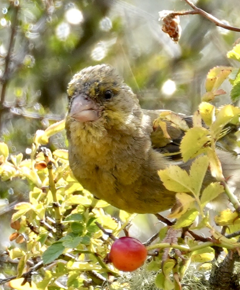 European Greenfinch - ML616143010