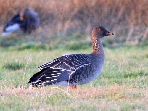 Tundra Bean-Goose - ML616143062