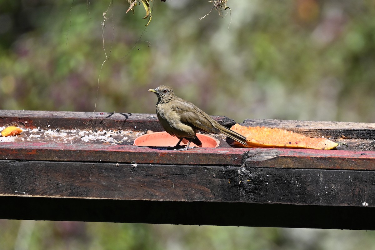 Clay-colored Thrush - ML616143071